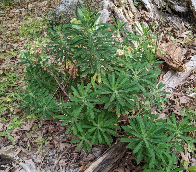Euphorbia thompsonii photo 6