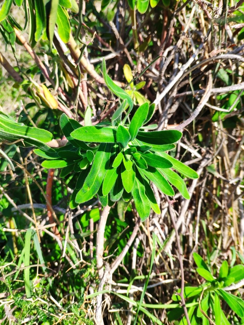 Euphorbia thompsonii photo 7