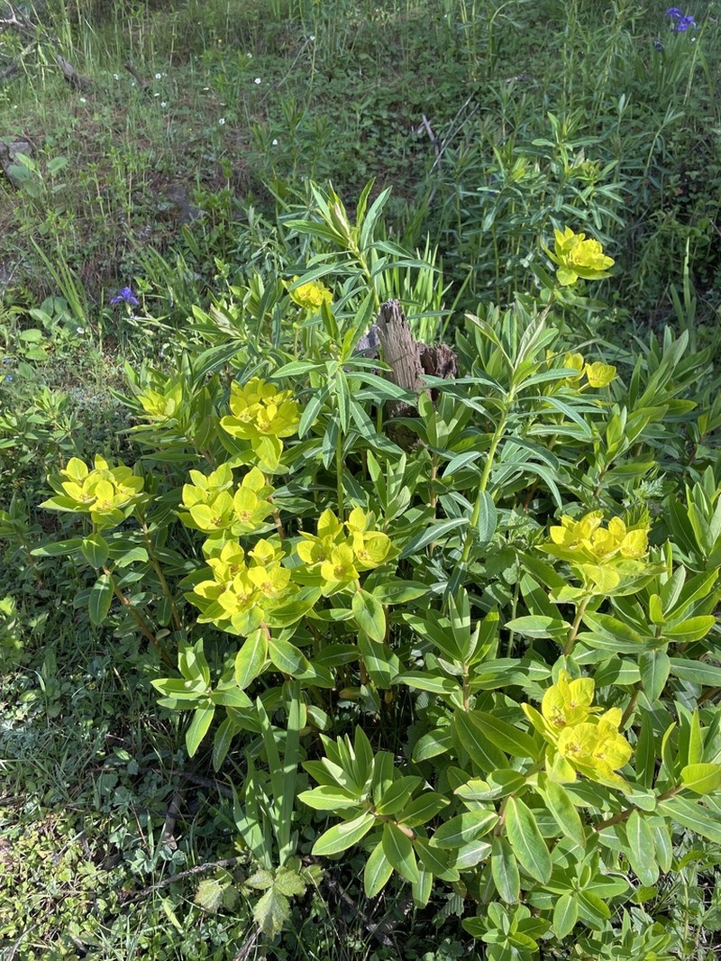 Euphorbia thomsoniana photo 2