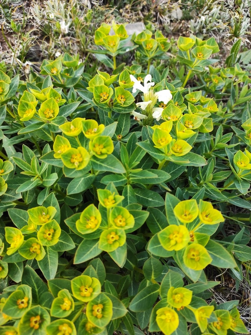 Euphorbia thomsoniana photo 3