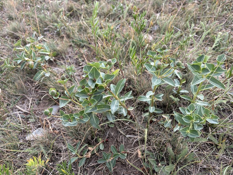 Euphorbia thomsoniana photo 4
