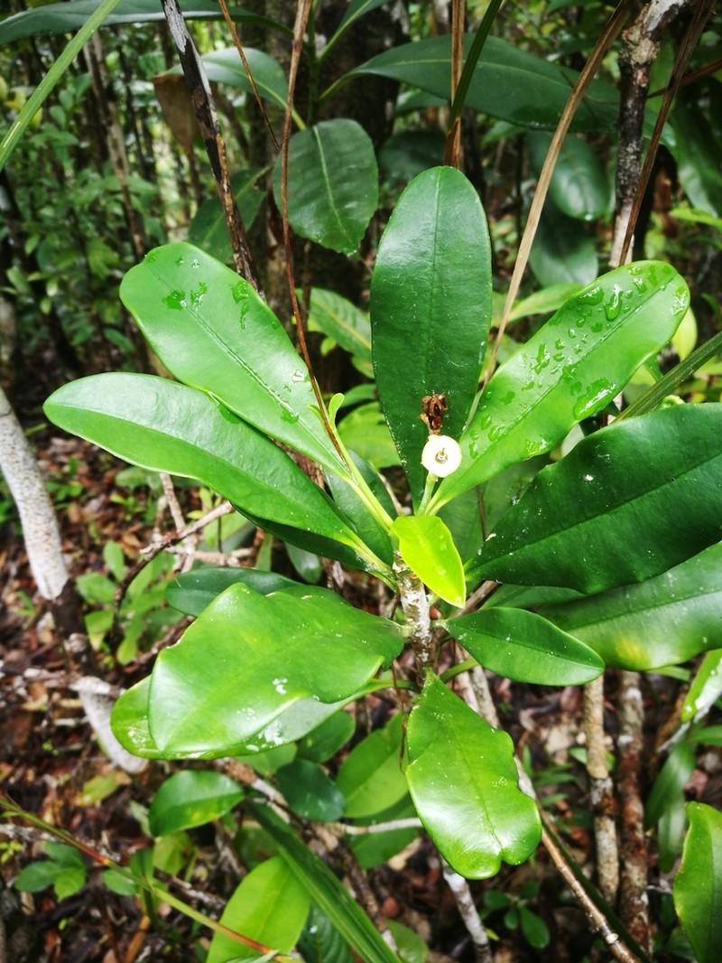 Euphorbia thouarsiana