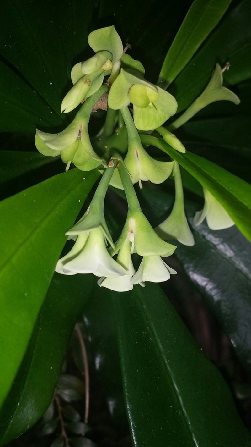 Euphorbia thouarsiana photo 2