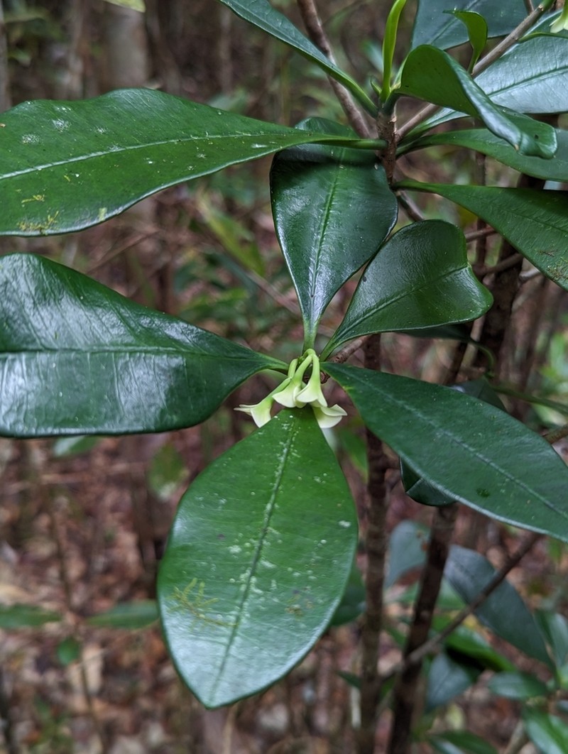 Euphorbia thouarsiana photo 3