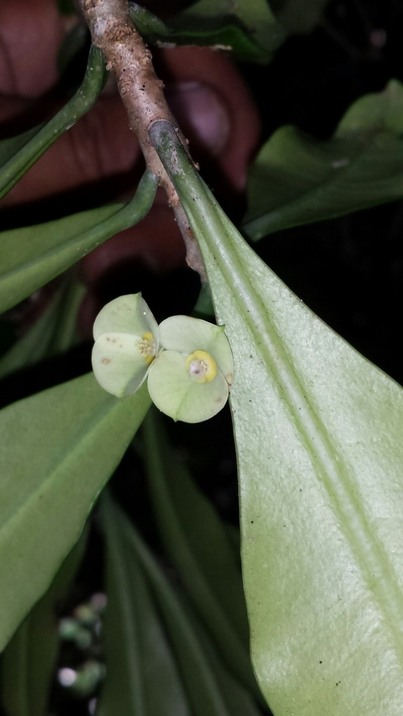 Euphorbia thouarsiana photo 4
