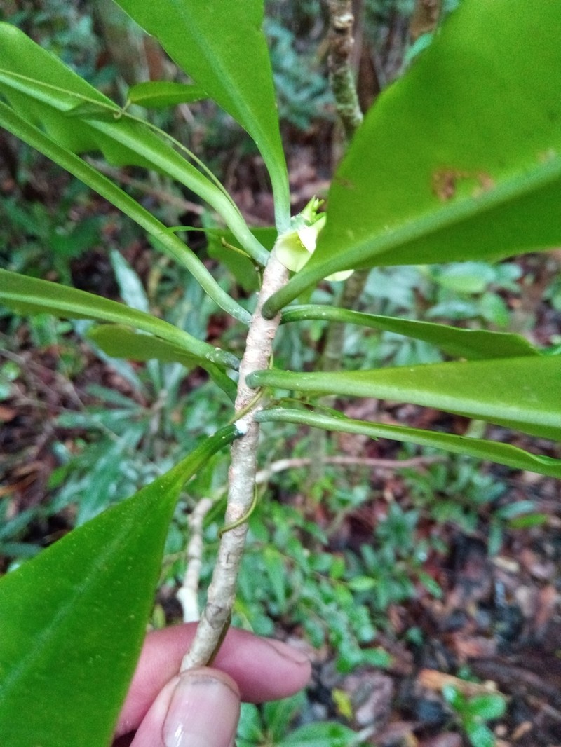 Euphorbia thouarsiana photo 5