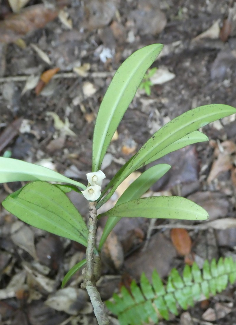 Euphorbia thouarsiana photo 6