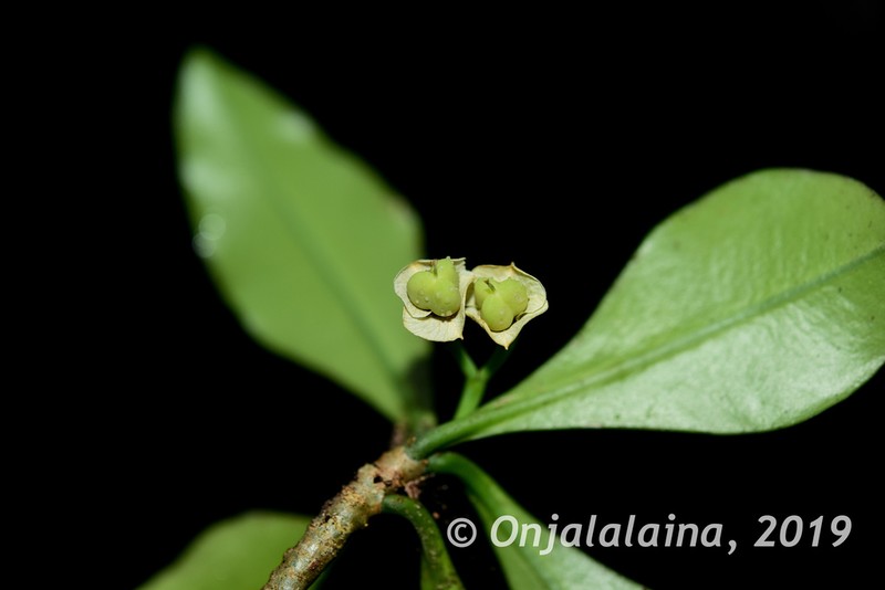 Euphorbia thouarsiana photo 7