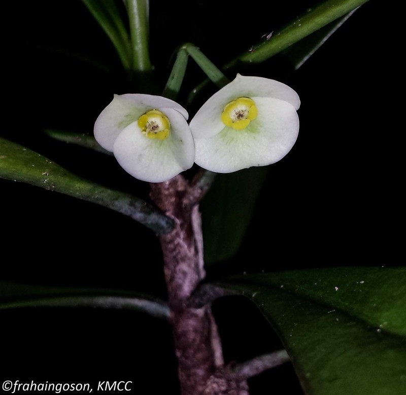 Euphorbia thouarsiana photo 8