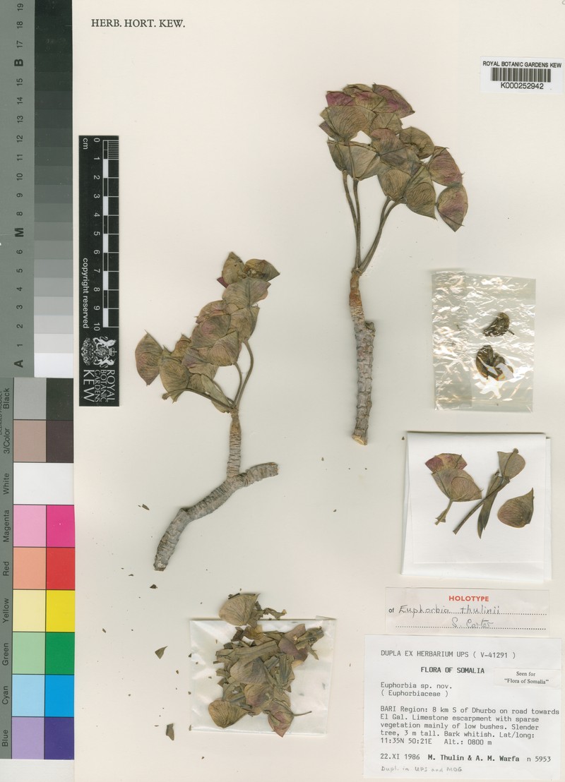 Euphorbia thulinii