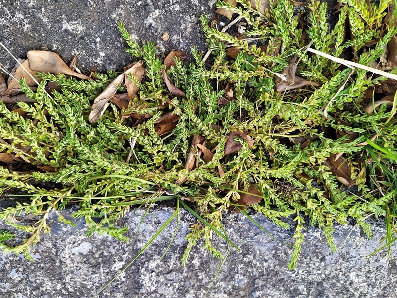 Gulf Sandmat photo 2