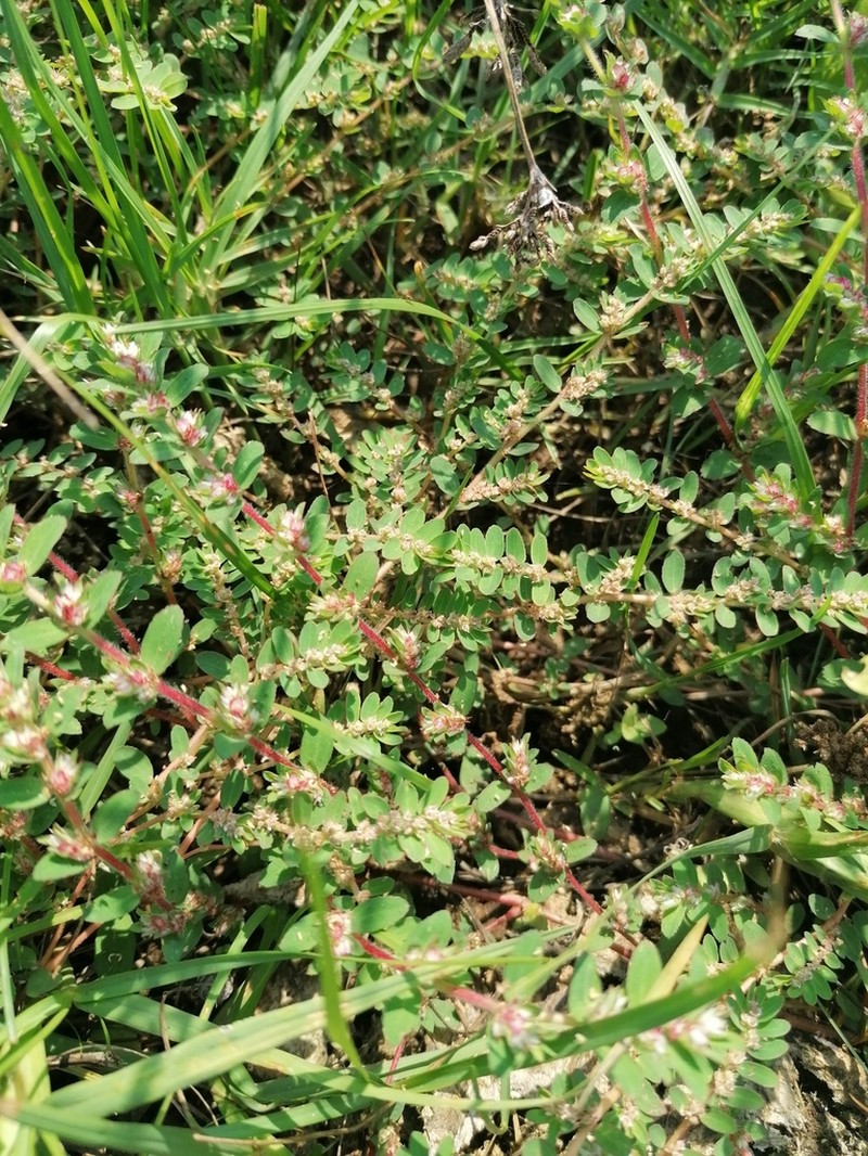 Gulf Sandmat photo 8