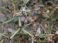 Euphorbia tibetica