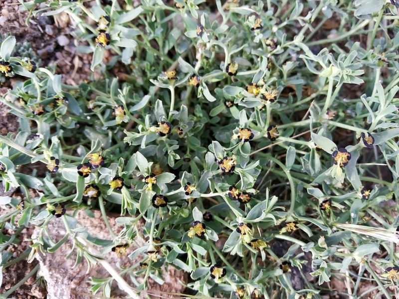 Euphorbia tibetica photo 2