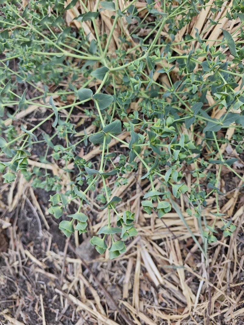 Euphorbia tibetica photo 3