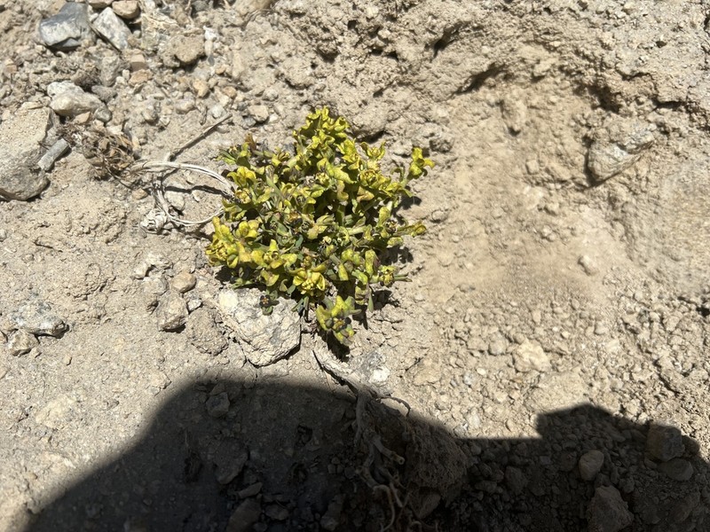 Euphorbia tibetica photo 4