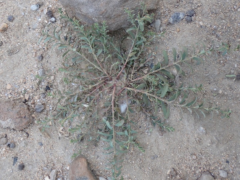 Euphorbia tibetica photo 5