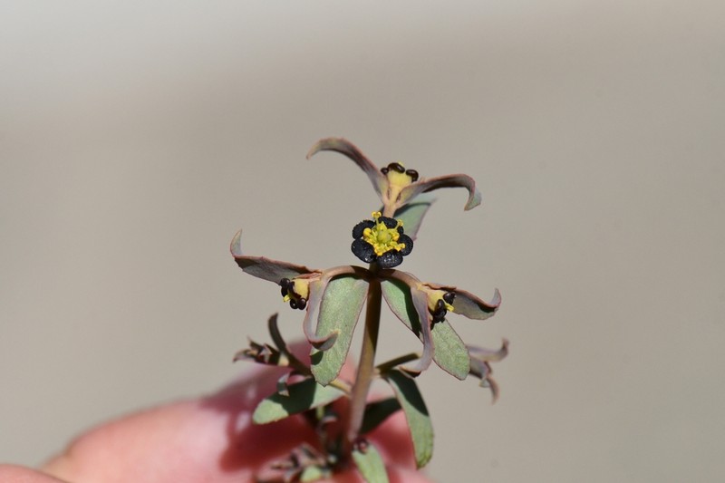 Euphorbia tibetica photo 6
