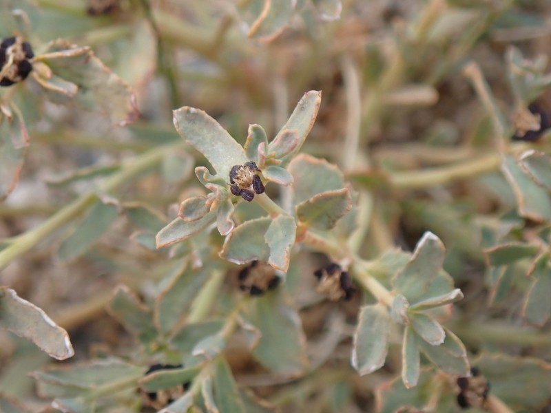Euphorbia tibetica photo 7