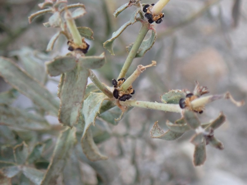 Euphorbia tibetica photo 8