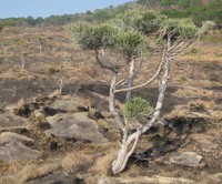 Indiantree Spurge