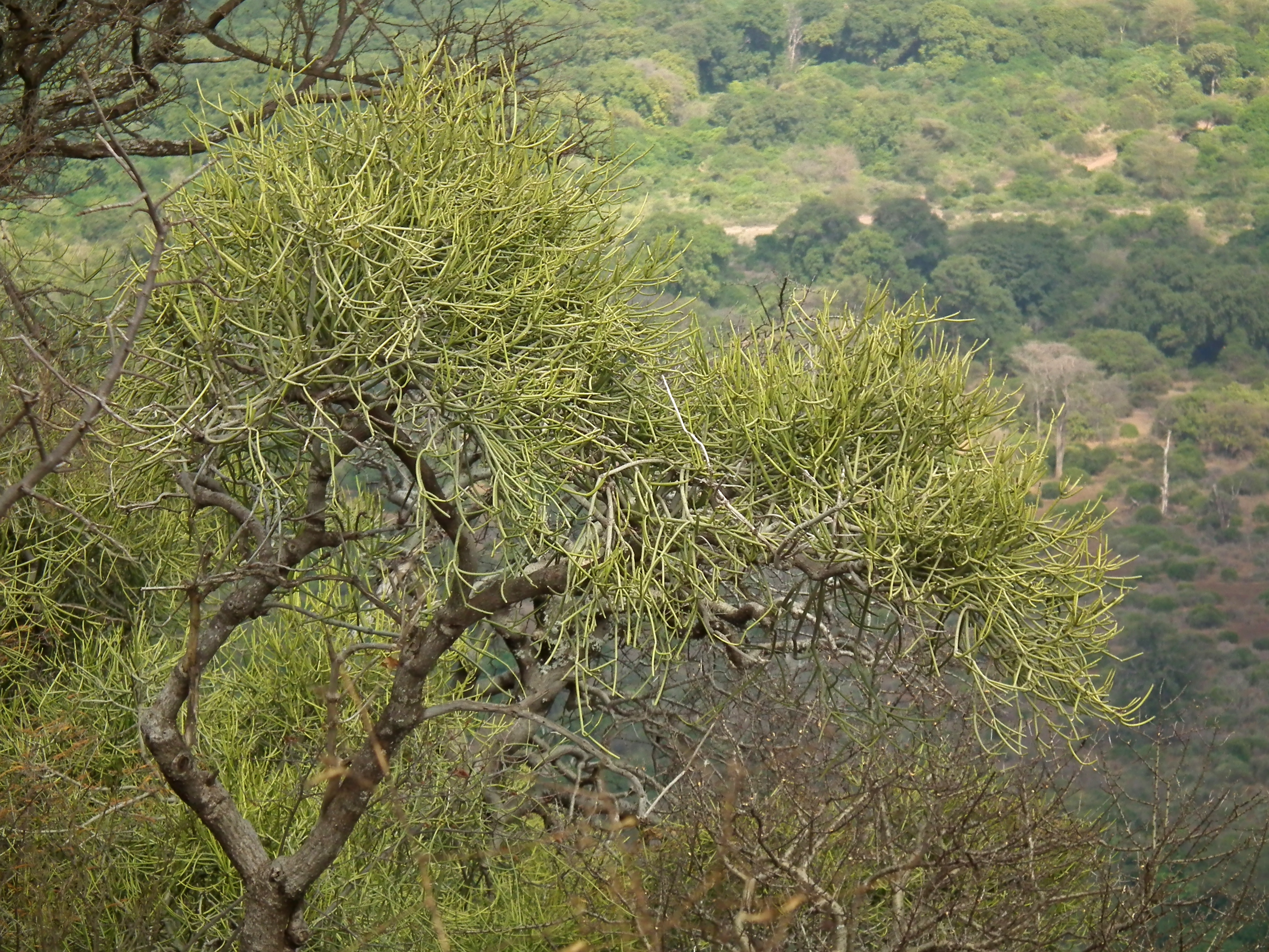 Indiantree Spurge photo 2