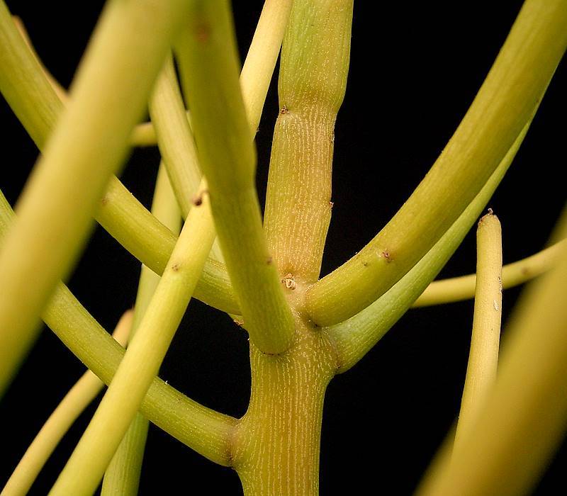 Indiantree Spurge photo 3