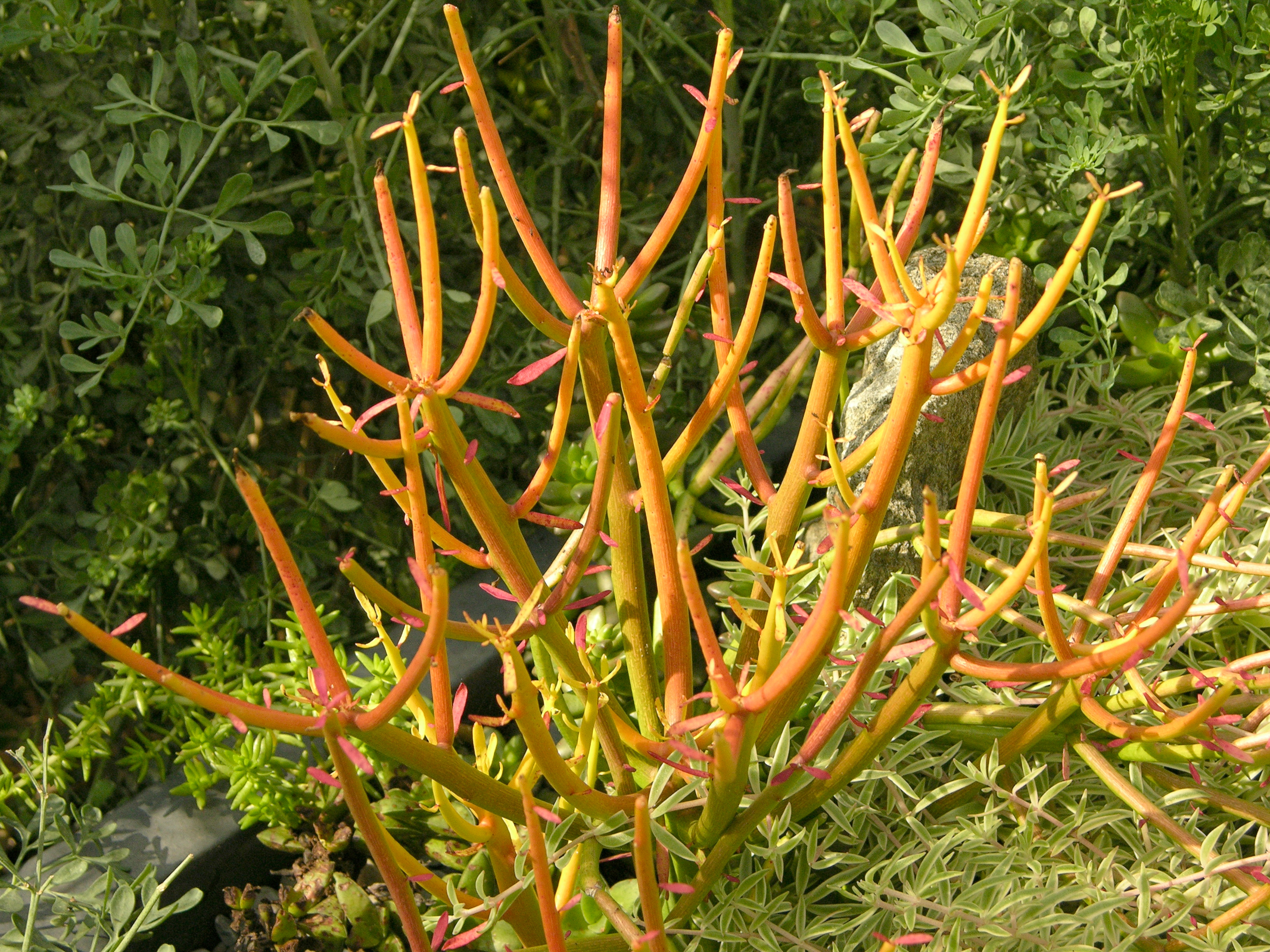 Indiantree Spurge photo 4