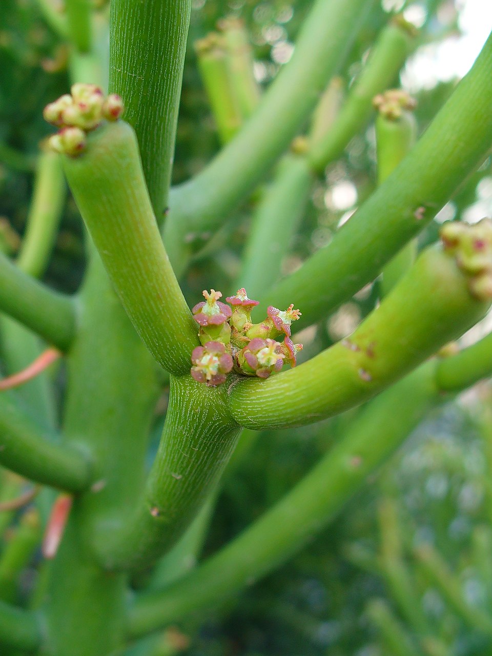Indiantree Spurge photo 5