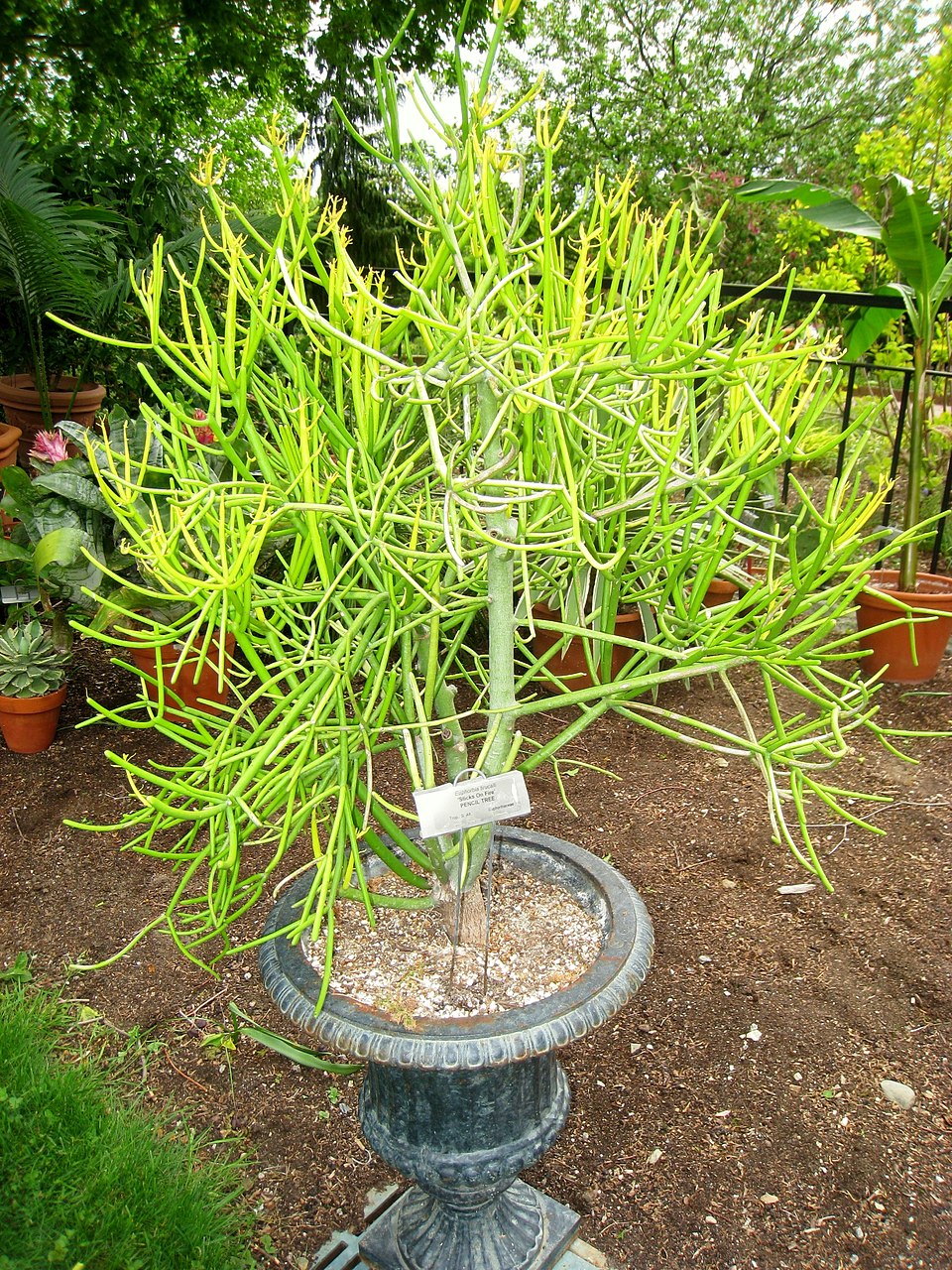 Indiantree Spurge photo 6