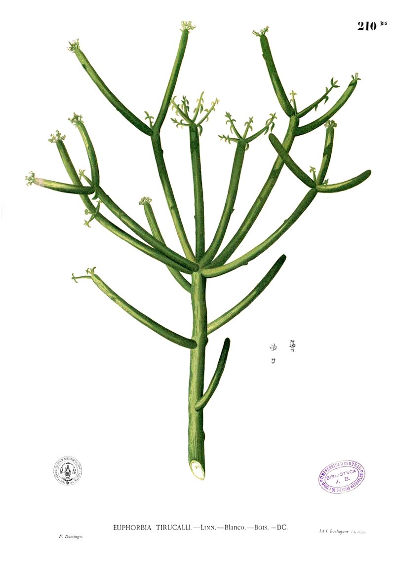 Indiantree Spurge photo 6