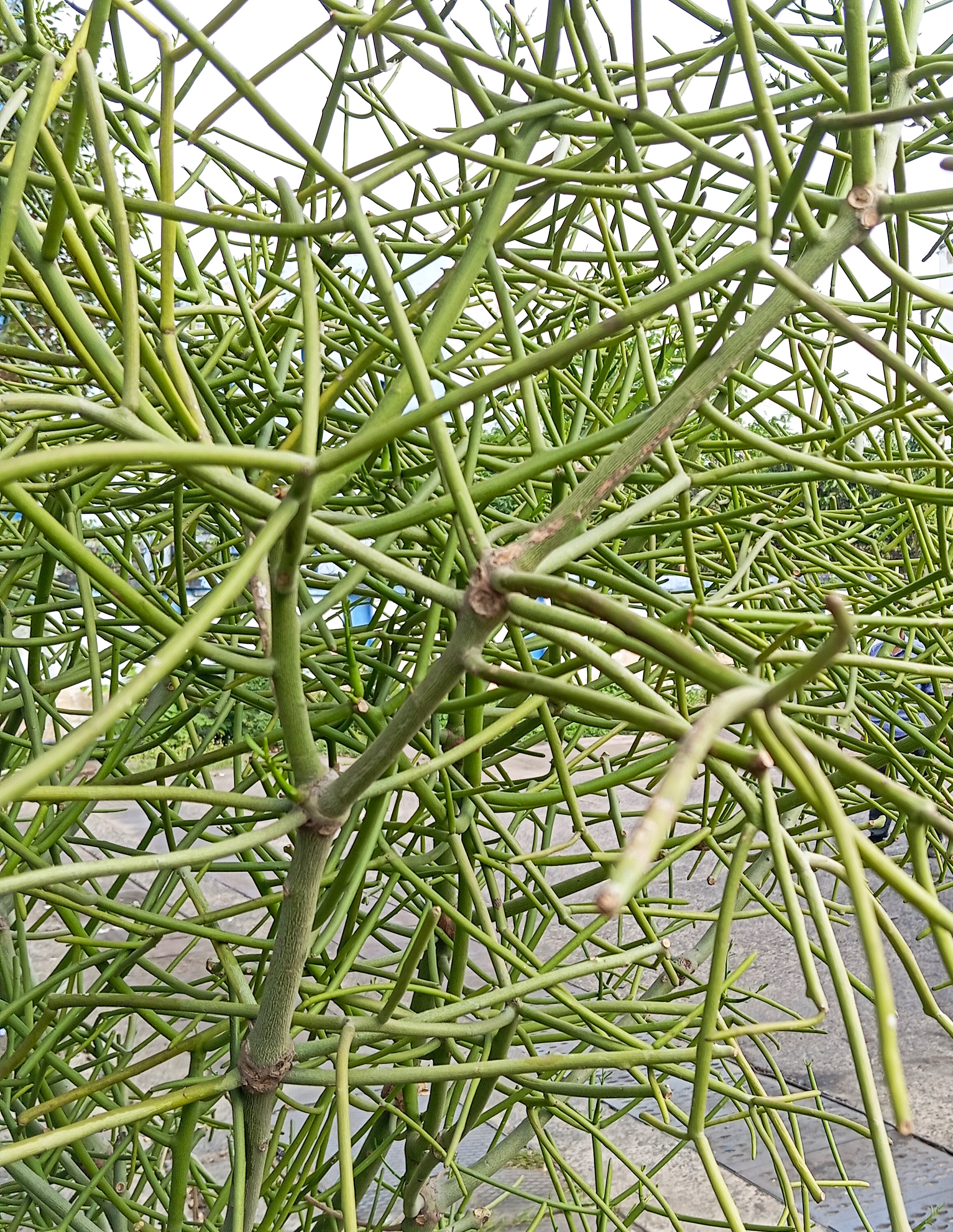 Indiantree Spurge photo 7