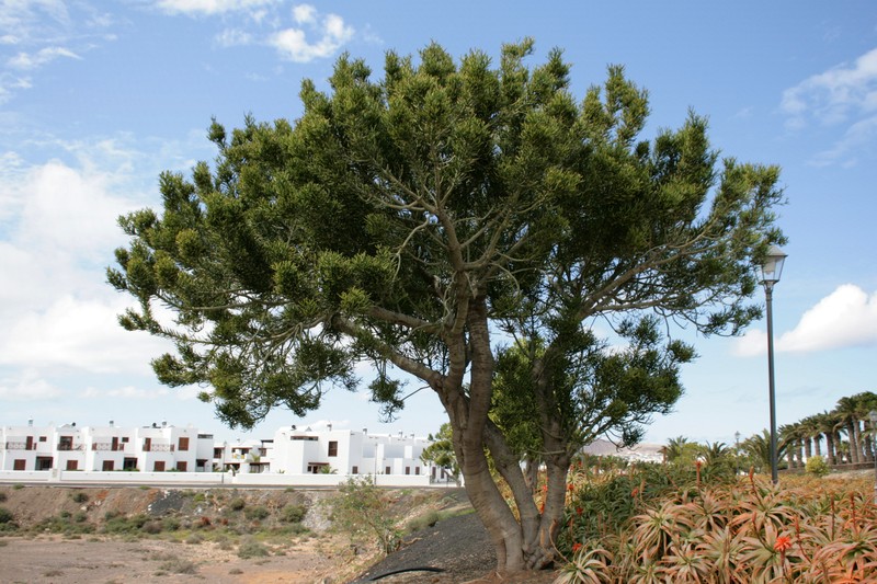 Indiantree Spurge photo 8