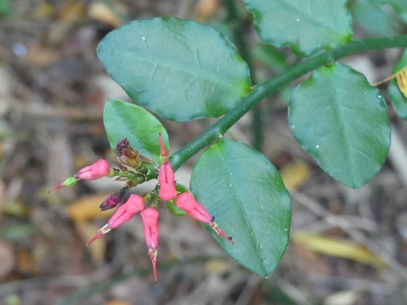 Redbird Flower