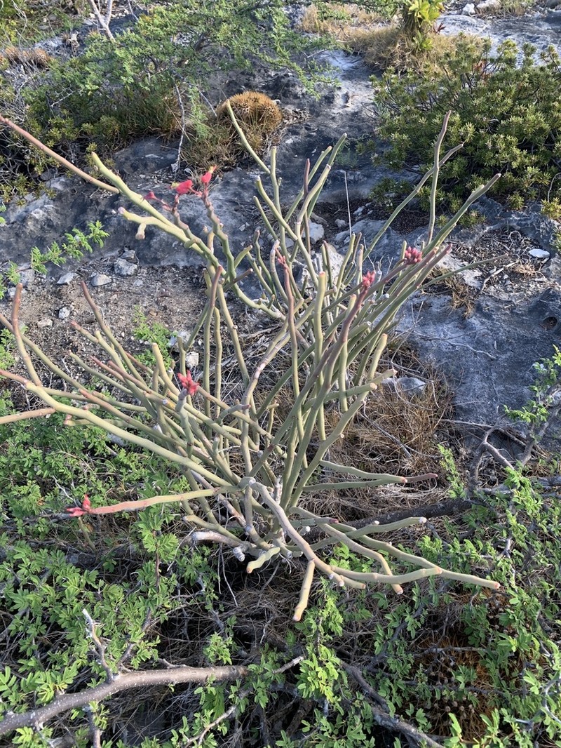 Redbird Flower photo 2