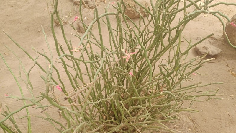 Redbird Flower photo 3
