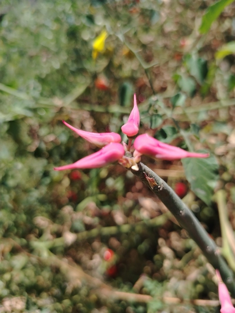 Redbird Flower photo 5