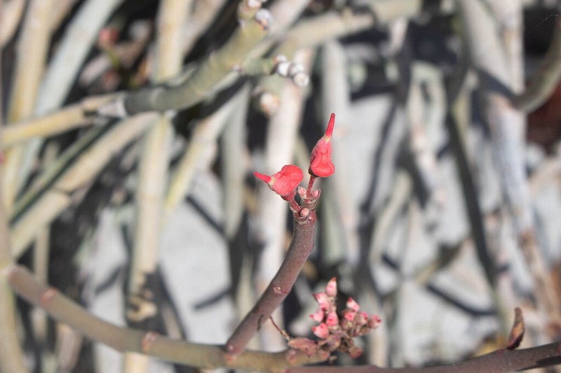 Redbird Flower photo 8