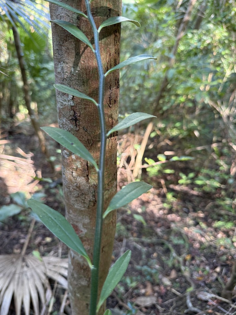 Euphorbia tithymaloides subsp. angustifolia