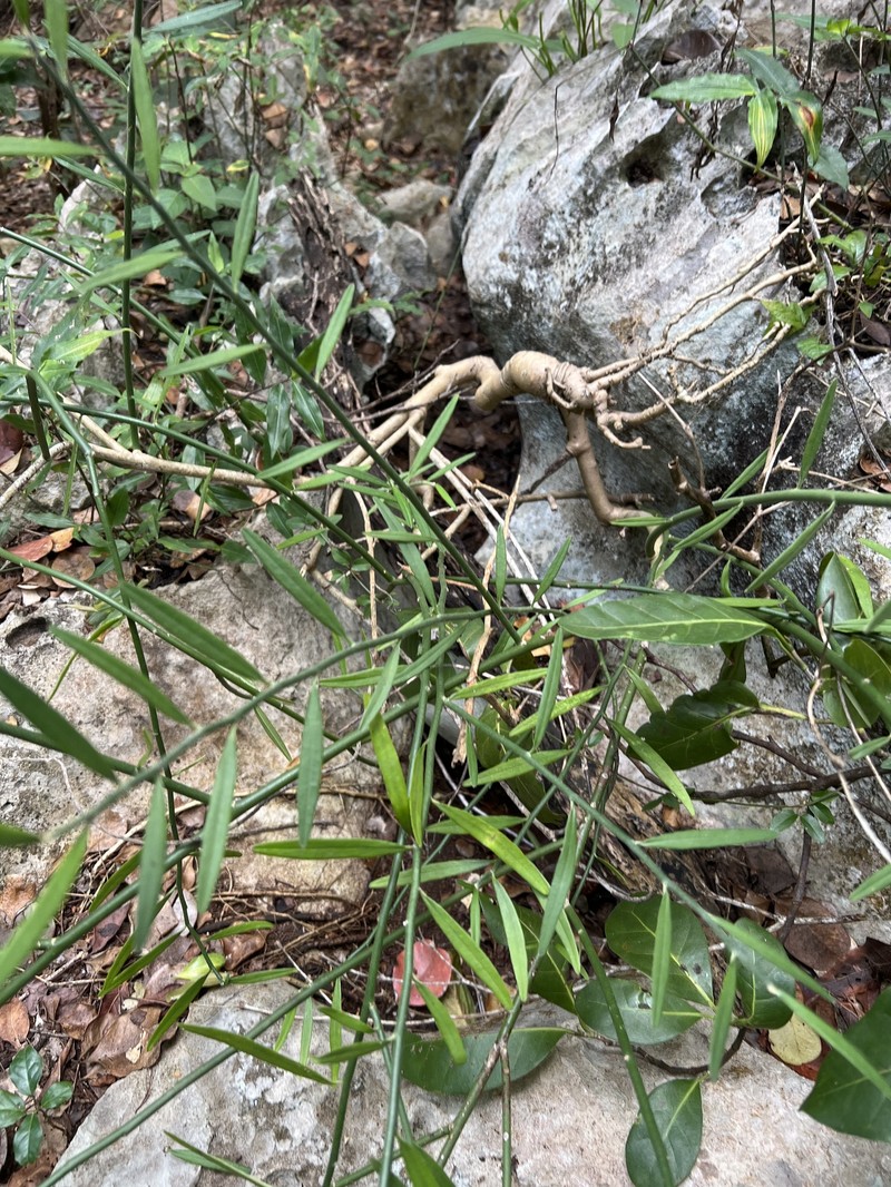 Euphorbia tithymaloides subsp. angustifolia photo 2