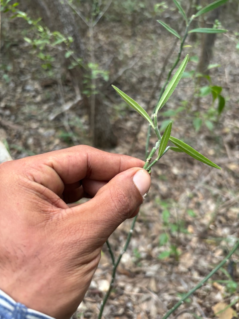 Euphorbia tithymaloides subsp. angustifolia photo 3
