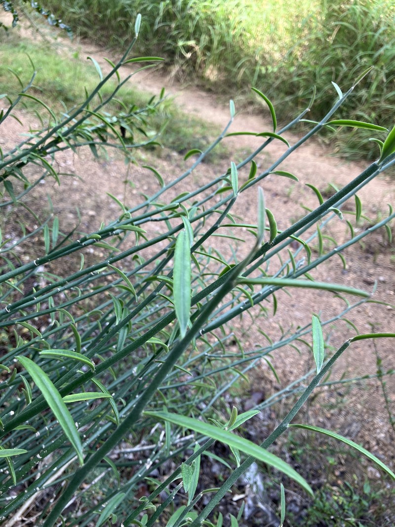 Euphorbia tithymaloides subsp. angustifolia photo 4