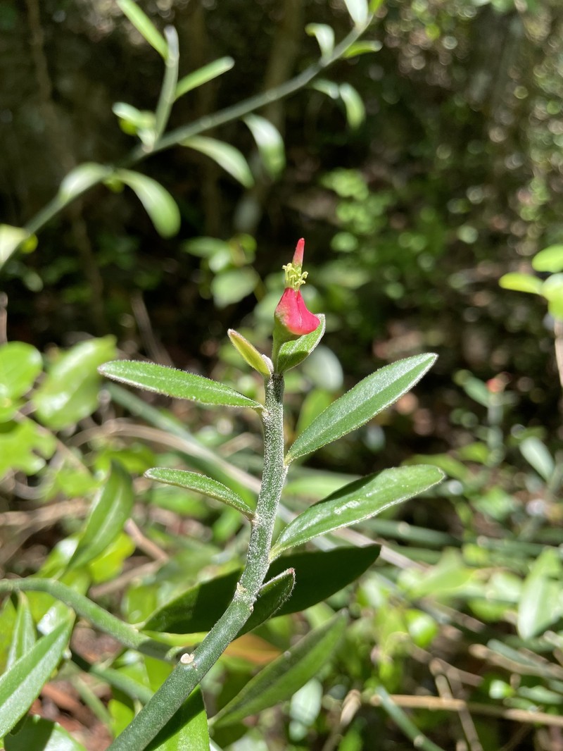Euphorbia tithymaloides subsp. angustifolia photo 5