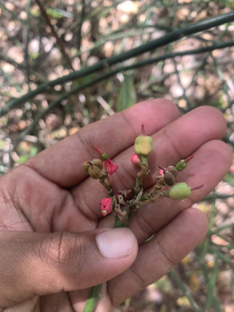 Euphorbia tithymaloides subsp. angustifolia photo 6