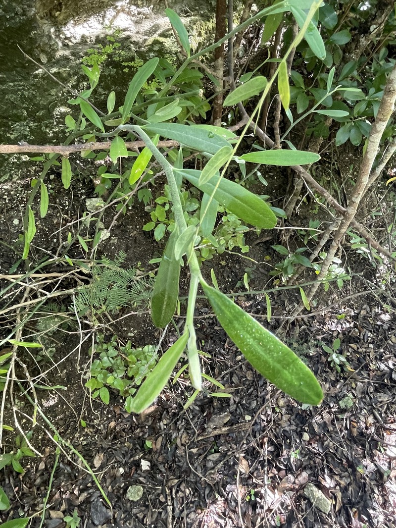 Euphorbia tithymaloides subsp. angustifolia photo 7