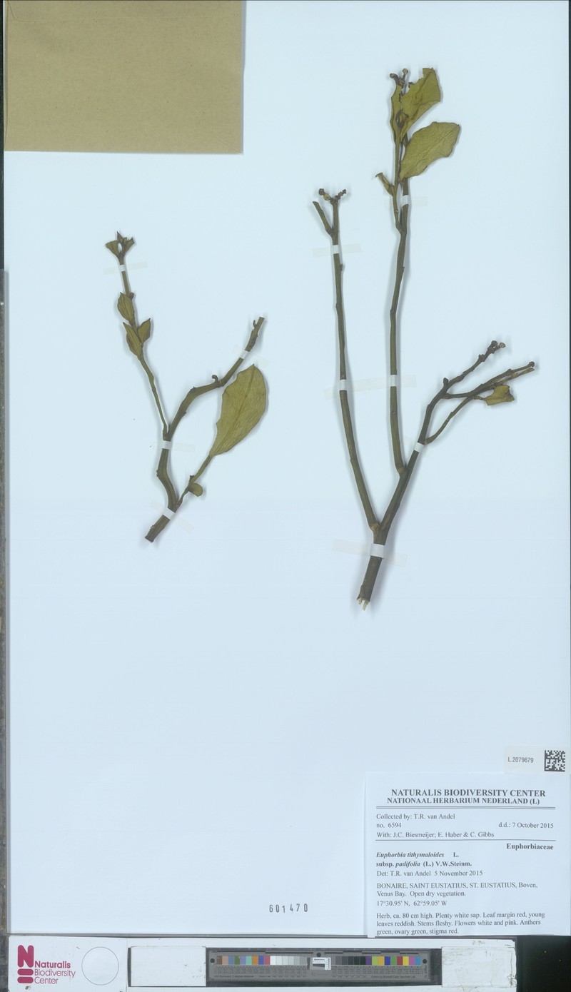Euphorbia tithymaloides subsp. padifolia