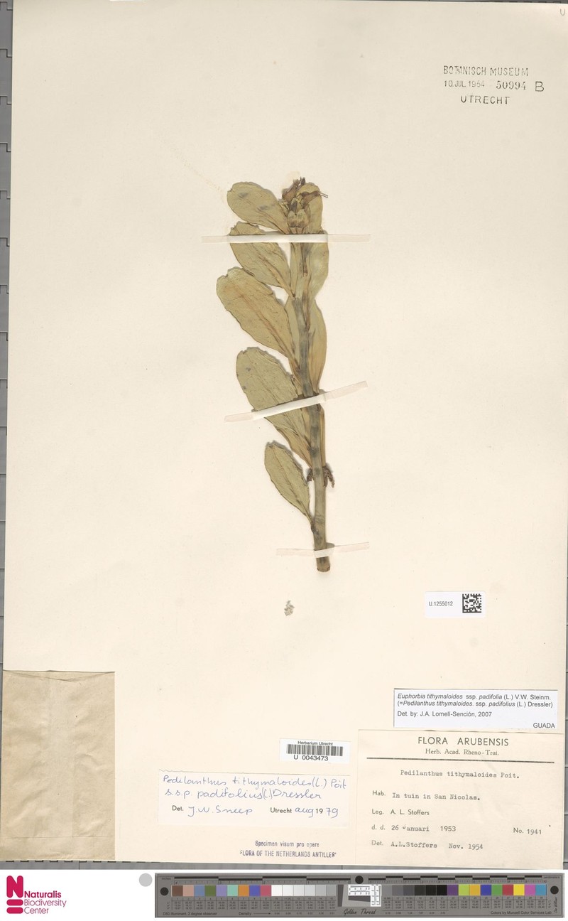 Euphorbia tithymaloides subsp. padifolia photo 2