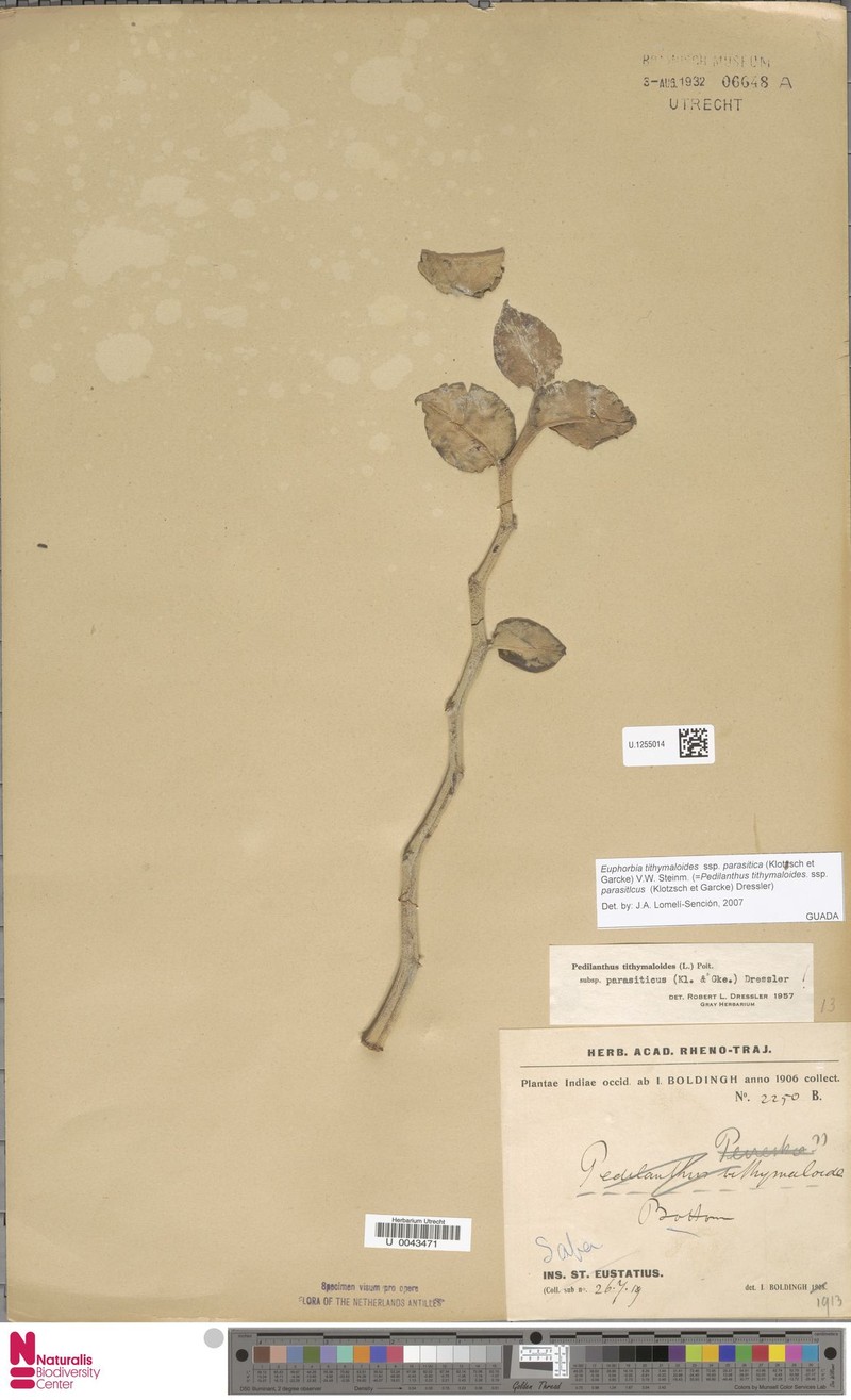 Euphorbia tithymaloides subsp. parasitica