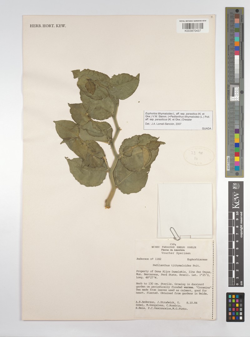 Euphorbia tithymaloides subsp. parasitica photo 2