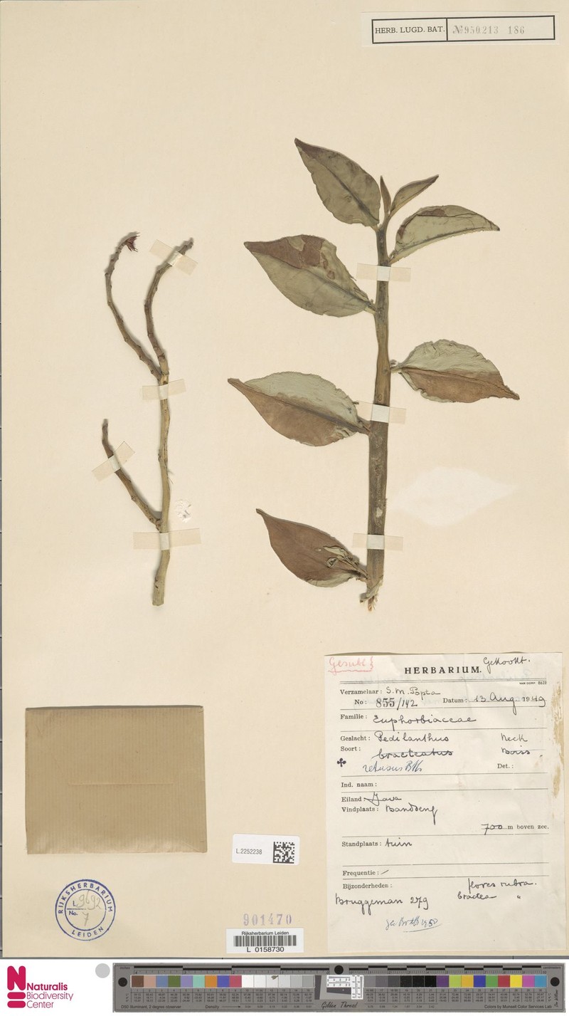 Euphorbia tithymaloides subsp. retusa
